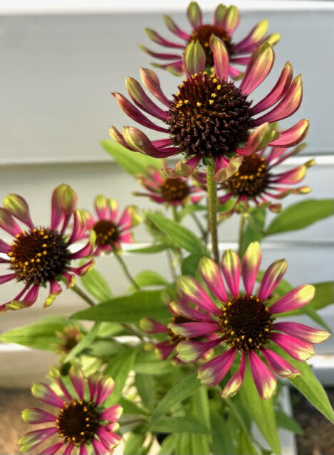 楽天市場】エキナセア 'グリーン エンビー' : おぎはら植物園