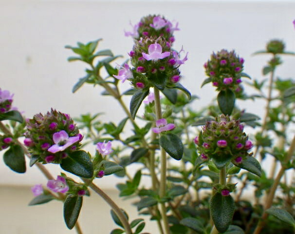 楽天市場 フレンチタイム Gardenshop Lacotto