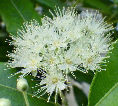 楽天市場 レモンマートル Gardenshop Lacotto