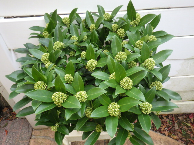 楽天市場 スキミア ホワイトグローブ 超特大株 Gardenshop Lacotto