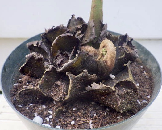 楽天市場】【現品発送】リュウビンタイ 大苗 8号鉢植え A187 : 千草園芸