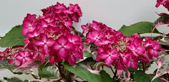 楽天市場】アジサイ カラフルランジア インカ 10.5cmポット 斑入り