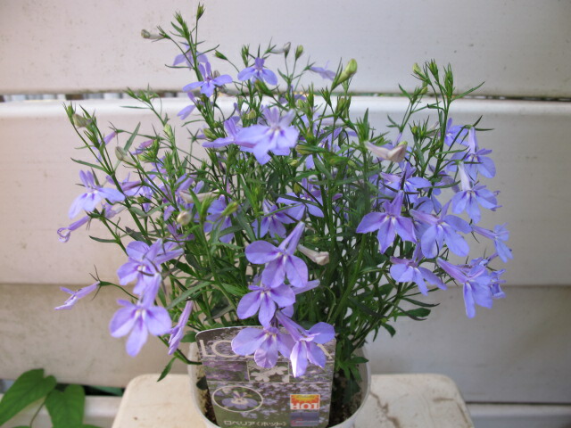 楽天市場 ロベリア ホットウォーターブルー Gardenshop Lacotto 楽天市場 ロベリア ホットウォーターブルー Gardenshop Lacotto