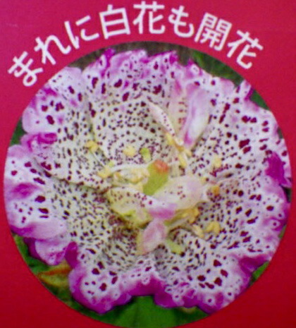 楽天市場 モンスタージキタリス Gardenshop Lacotto