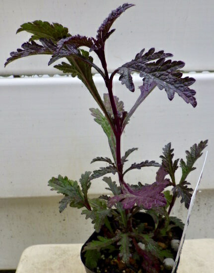 楽天市場 宿根バーベナ ハンプトン Gardenshop Lacotto