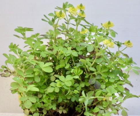 楽天市場 ラッキークローバー Gardenshop Lacotto