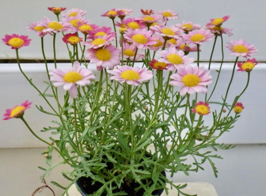 楽天市場 マーガレット いちごみるく Gardenshop Lacotto 楽天市場 マーガレット いちごみるく Gardenshop Lacotto