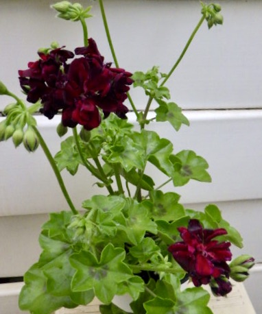 楽天市場 アイビーゼラニウム シビル サリー Gardenshop Lacotto 楽天市場 アイビーゼラニウム シビル サリー Gardenshop Lacotto