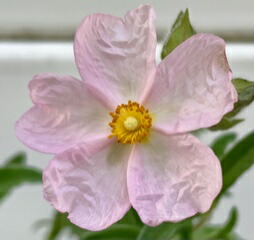 楽天市場】ダブルプリムローズ 'スー ジャービス' : おぎはら植物園