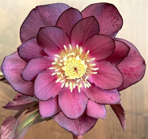 楽天市場】クリスマスローズ 広瀬園芸 グラデーションピコティDD