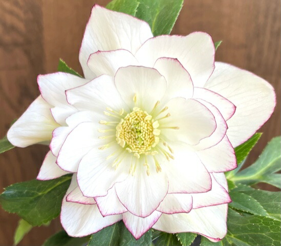 楽天市場】クリスマスローズ 広瀬園芸 グラデーションピコティDD