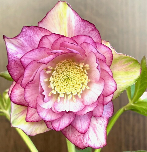 楽天市場】クリスマスローズ 広瀬園芸 ピンクバイカラーDD