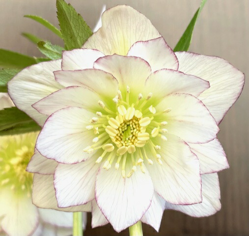 楽天市場】クリスマスローズ シクロフィルス : おぎはら植物園