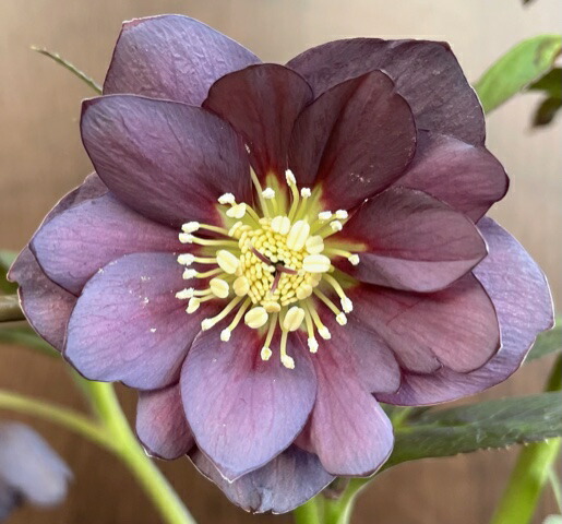 楽天市場】クリスマスローズ 広瀬園芸 グラデーションピンク 多弁系