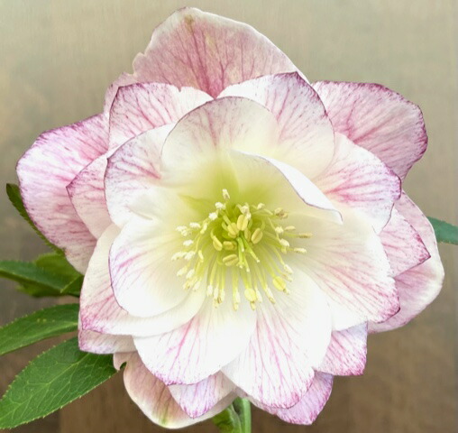 楽天市場】クリスマスローズ 広瀬園芸 ピンクピコティDD : GardenShop