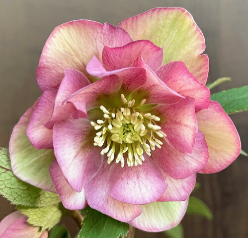 楽天市場】クリスマスローズ シクロフィルス : おぎはら植物園