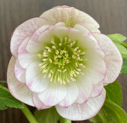 楽天市場】クリスマスローズ 大和園 カップ咲 ホワイトダブル 0222-008