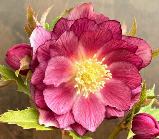 楽天市場】原種系クリスマスローズ クロアチカス 4.5号 : フラワー