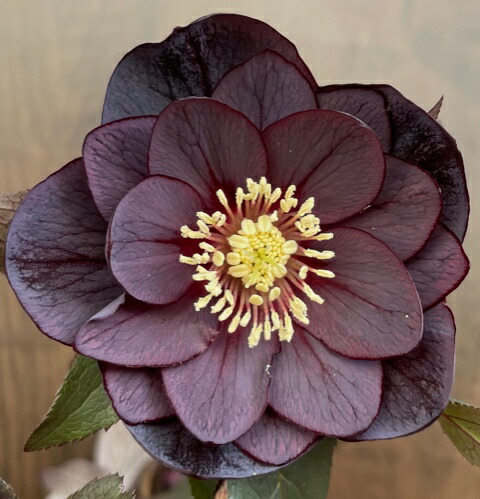 楽天市場】クリスマスローズ 広瀬園芸 ピンクピコティDD : GardenShop