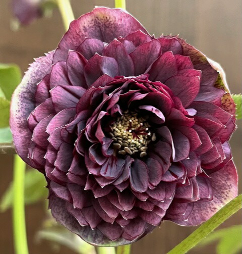 楽天市場】クリスマスローズ 広瀬園芸 ピンクグラデーションDD