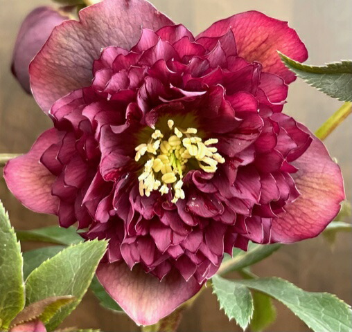 楽天市場】クリスマスローズ 広瀬園芸 クレオパトラ 超多弁系