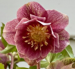 楽天市場】クリスマスローズ 広瀬園芸 ソレイユ ダブル 0213-006 現品