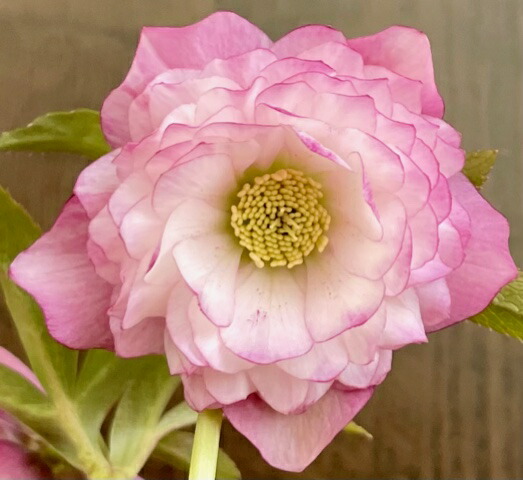 楽天市場】クリスマスローズ 多弁ダブル イエロー ピコティ系 大苗