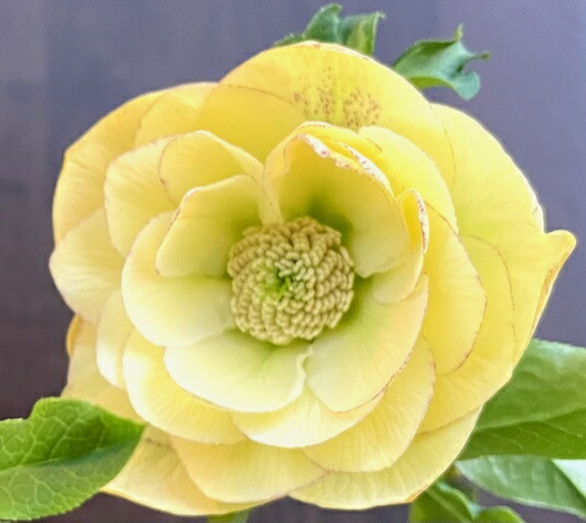 楽天市場】クリスマスローズ 広瀬園芸 ソレイユDD : GardenShop LaCotto