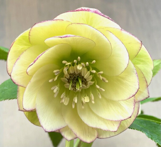 楽天市場】クリスマスローズ 広瀬園芸 ソレイユDD : GardenShop LaCotto