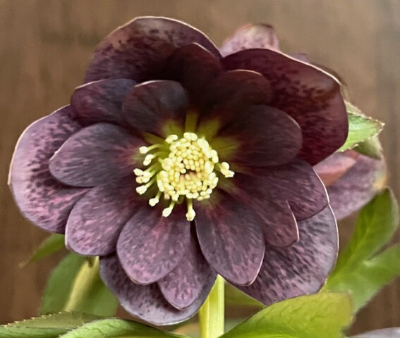 楽天市場】原種系クリスマスローズ クロアチカス 4.5号 : フラワー