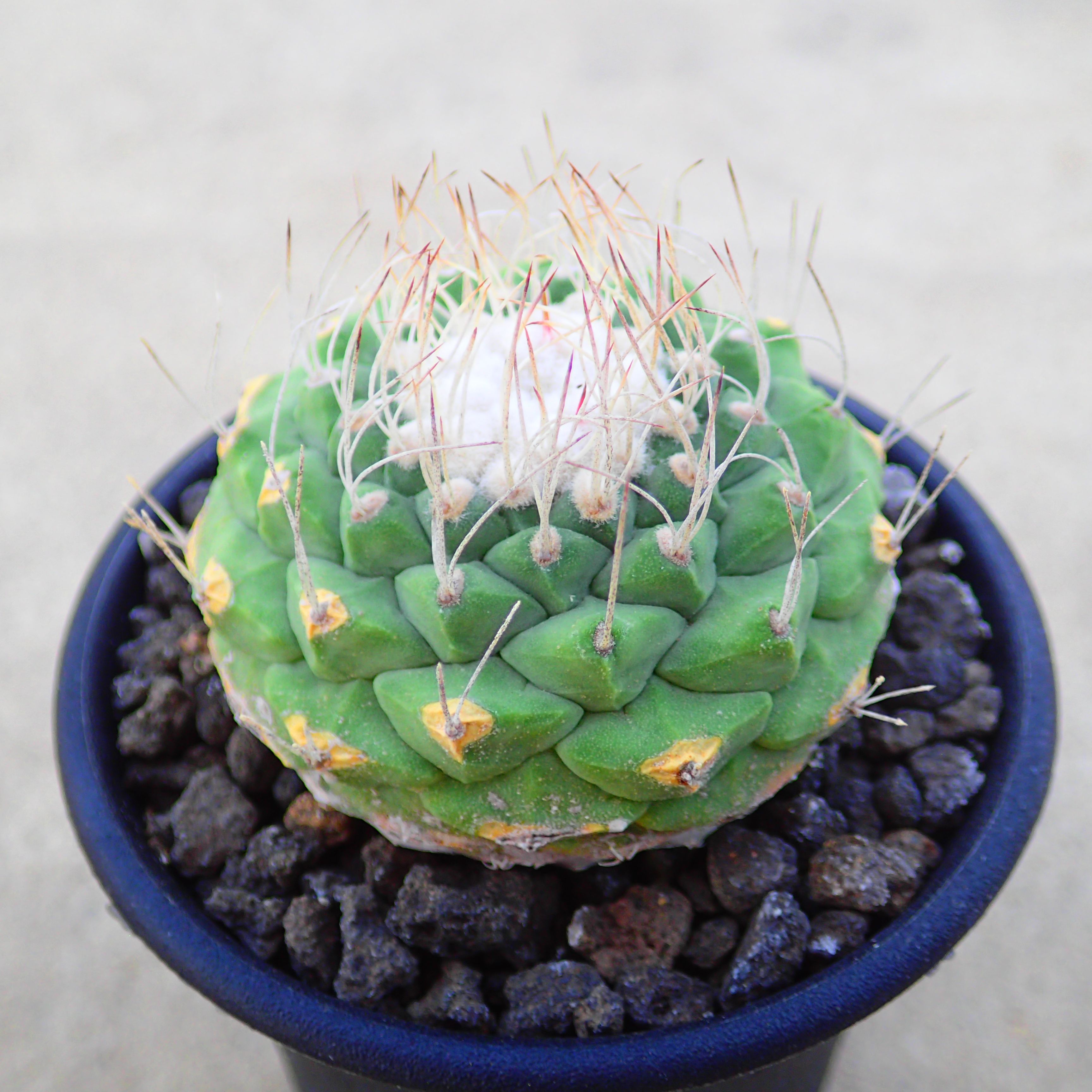 楽天市場】魔紅キリン ユーフォルビア 多肉植物 ビザールプランツ