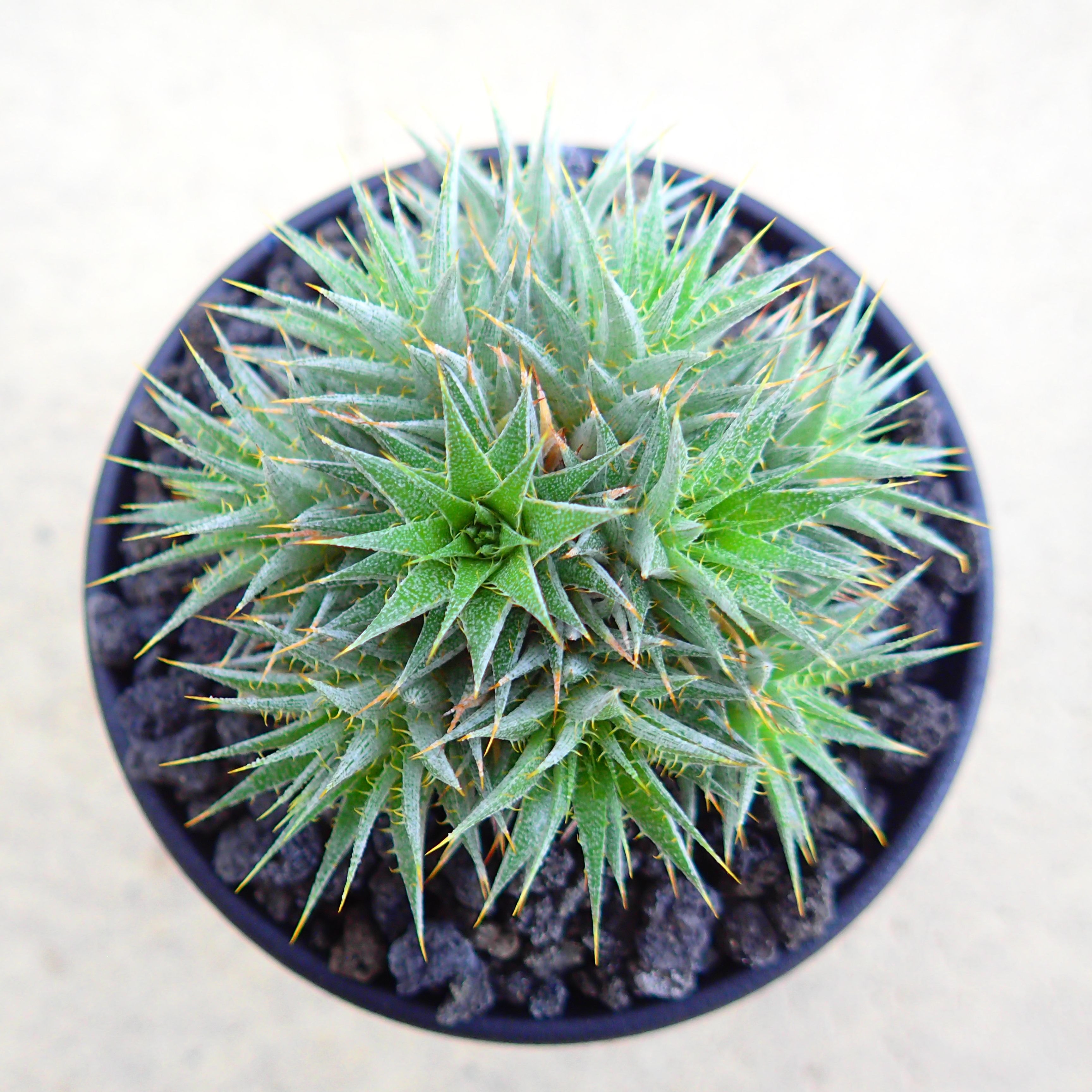 クラビゲラ 発根済 M22 ユーフォルビア 塊根植物 多肉植物 コーデックス クラビゲラ 発根済 M22 ユーフォルビア 塊根植物 多肉植物