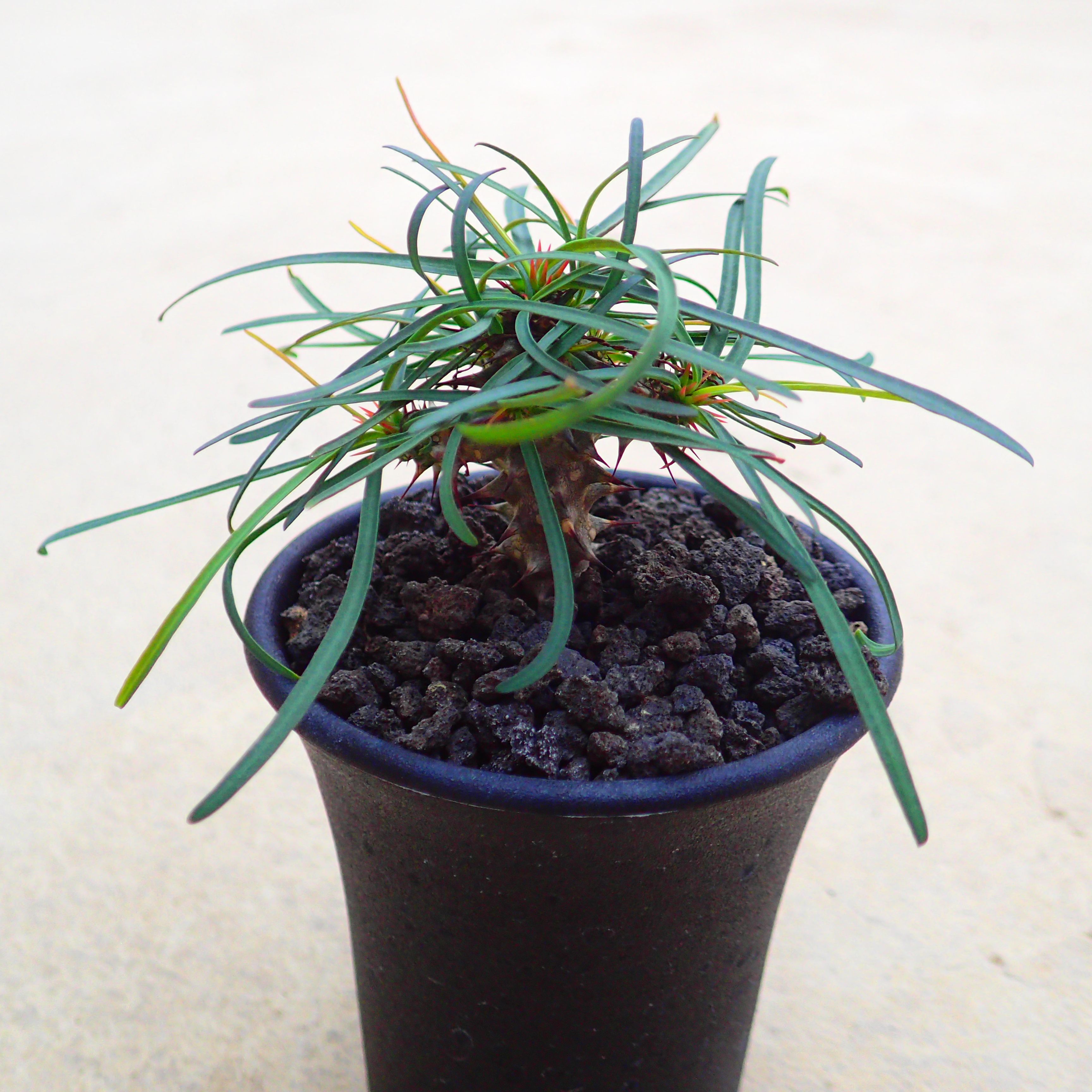 クラビゲラ 発根済 M12 ユーフォルビア 塊根植物 多肉植物 コーデックス 現品限り】ユーフォルビア・クラビゲラ 現地株 発根済み 約1年3