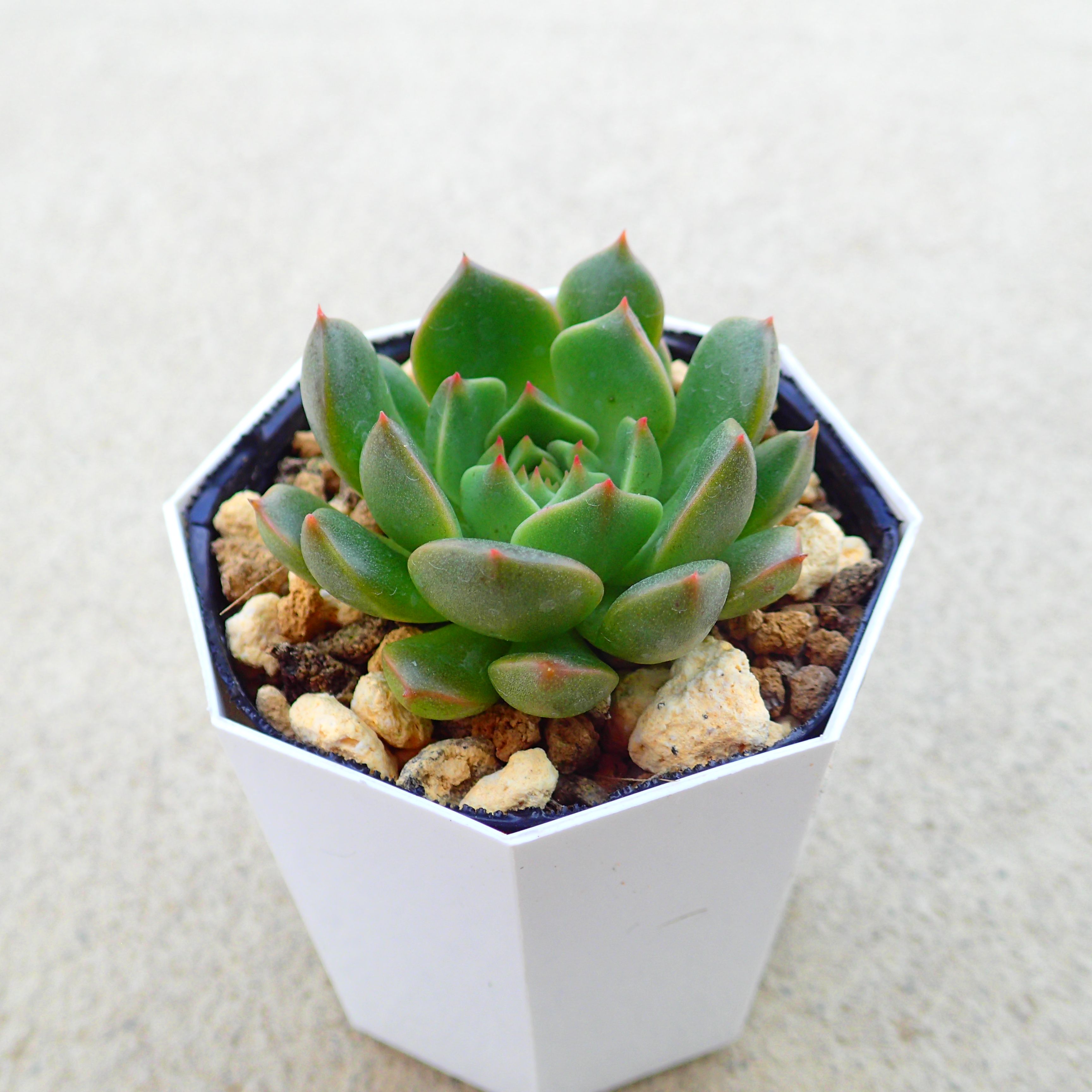 多肉 Steal Heart 楽天市場】スティールハート エケベリア 多肉植物 サボテン アガベ