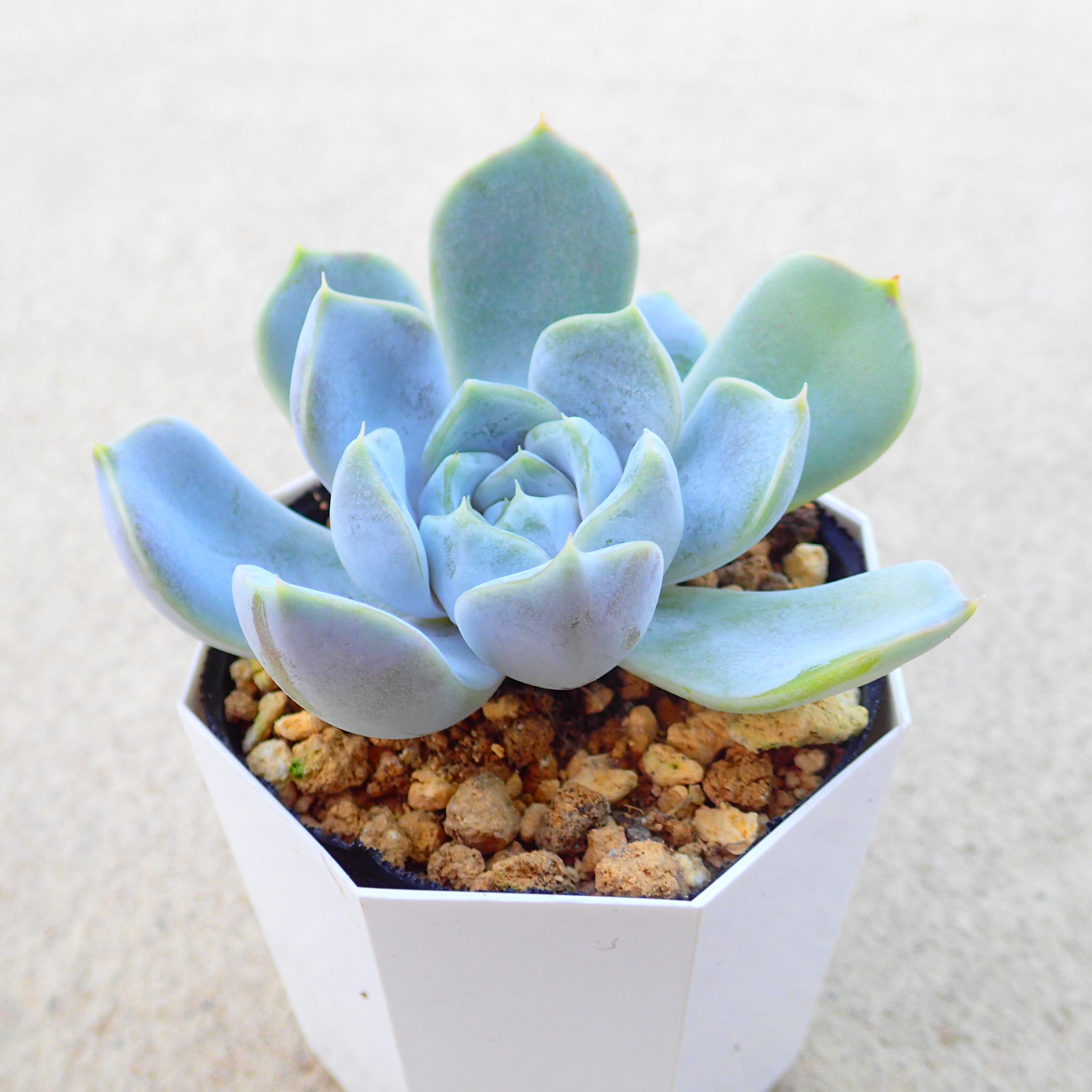 楽天市場】ベンバディス エケベリア 多肉植物 サボテン アガベ 塊根