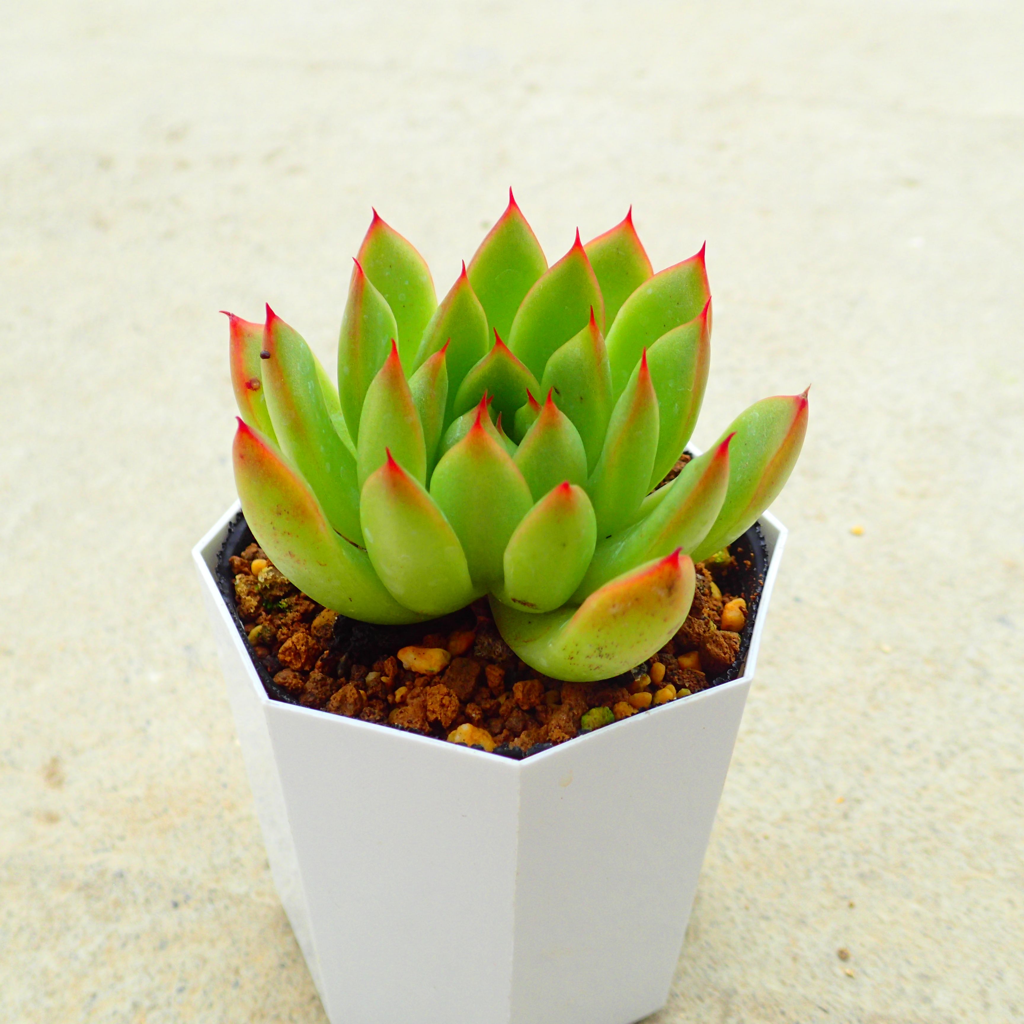 楽天市場】ベンバディス エケベリア 多肉植物 サボテン アガベ 塊根