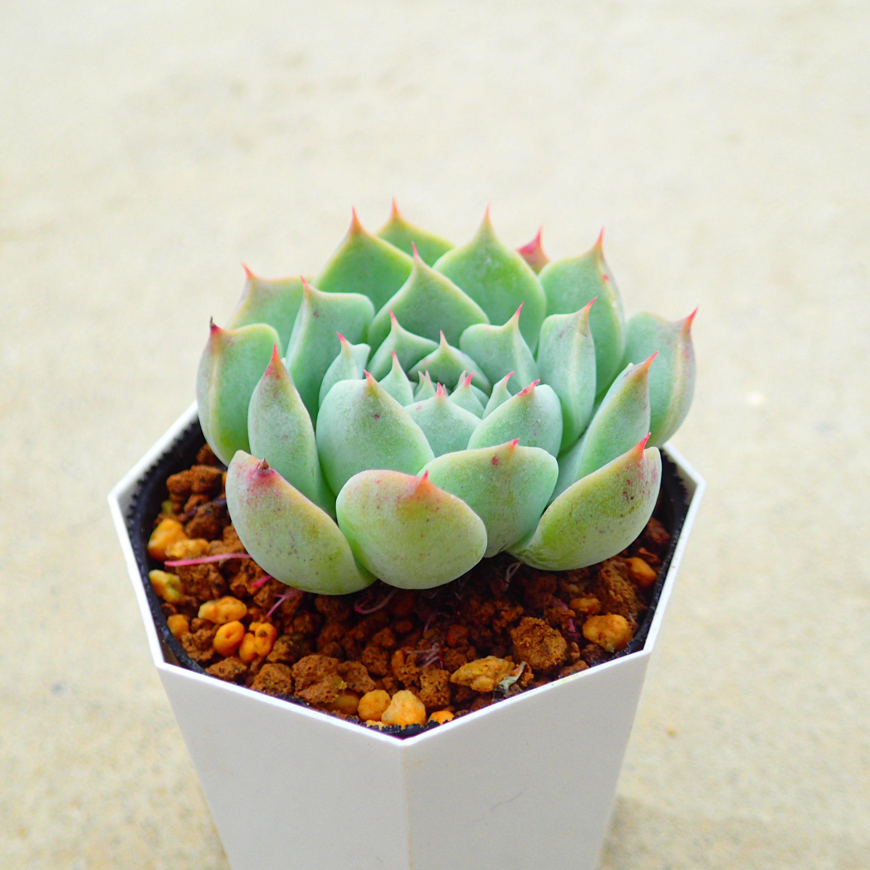 楽天市場】パープルヘイズ セダム 多肉植物 寄せ植え ちま寄せ