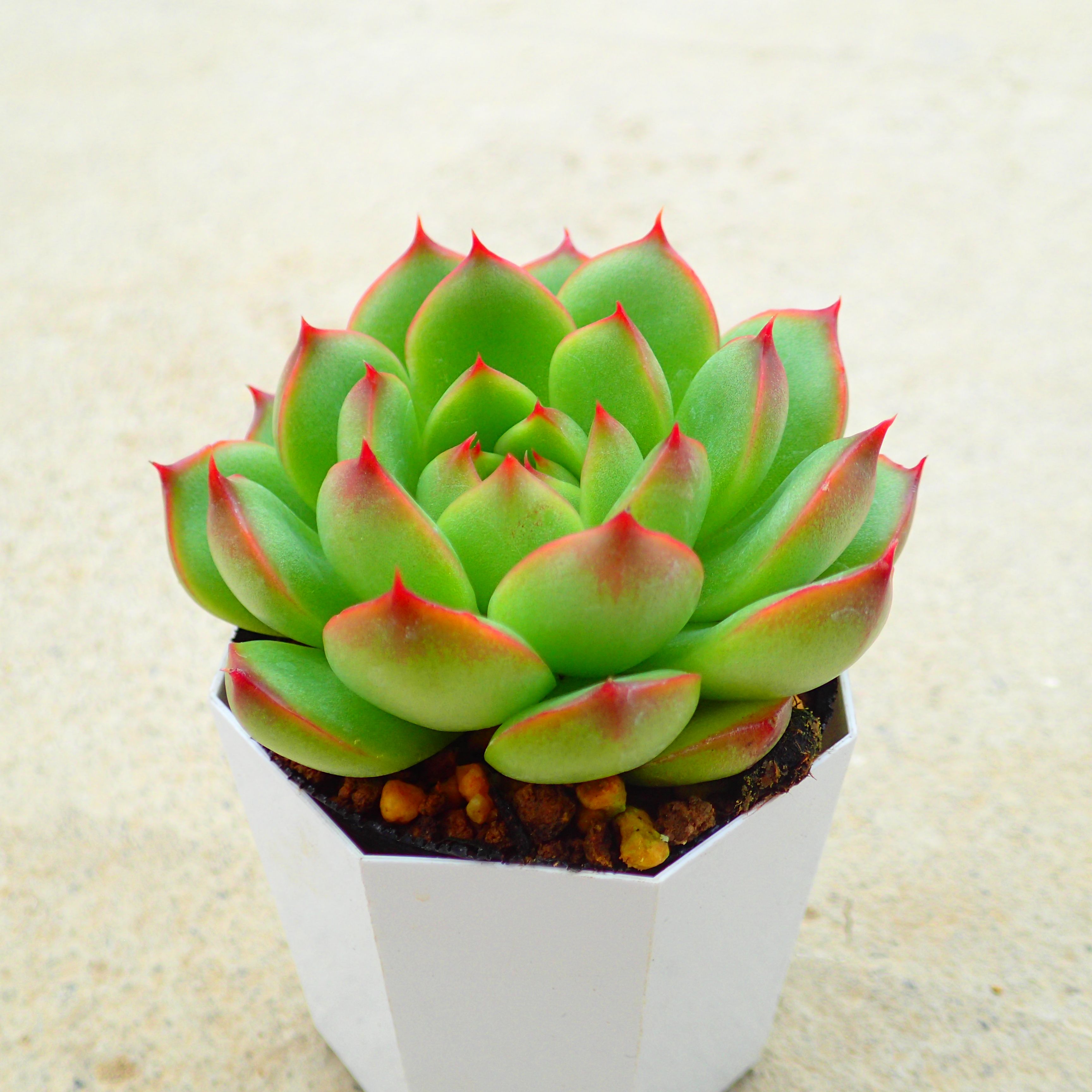 楽天市場】ライムグリーン エケベリア 多肉植物 寄せ植え インテリア