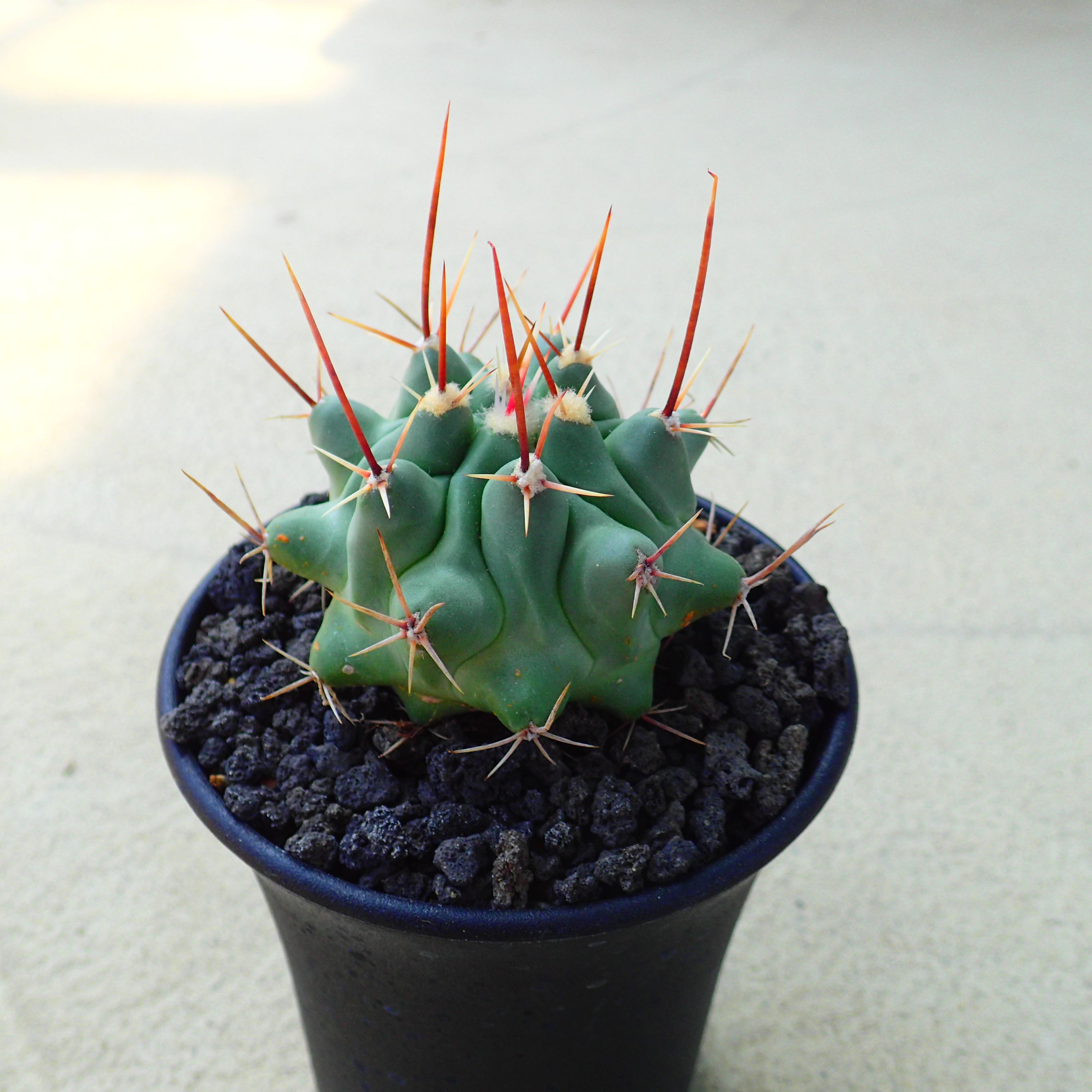 楽天市場】赤刺羅星丸 ギムノカリキウム 多肉植物 ビザールプランツ