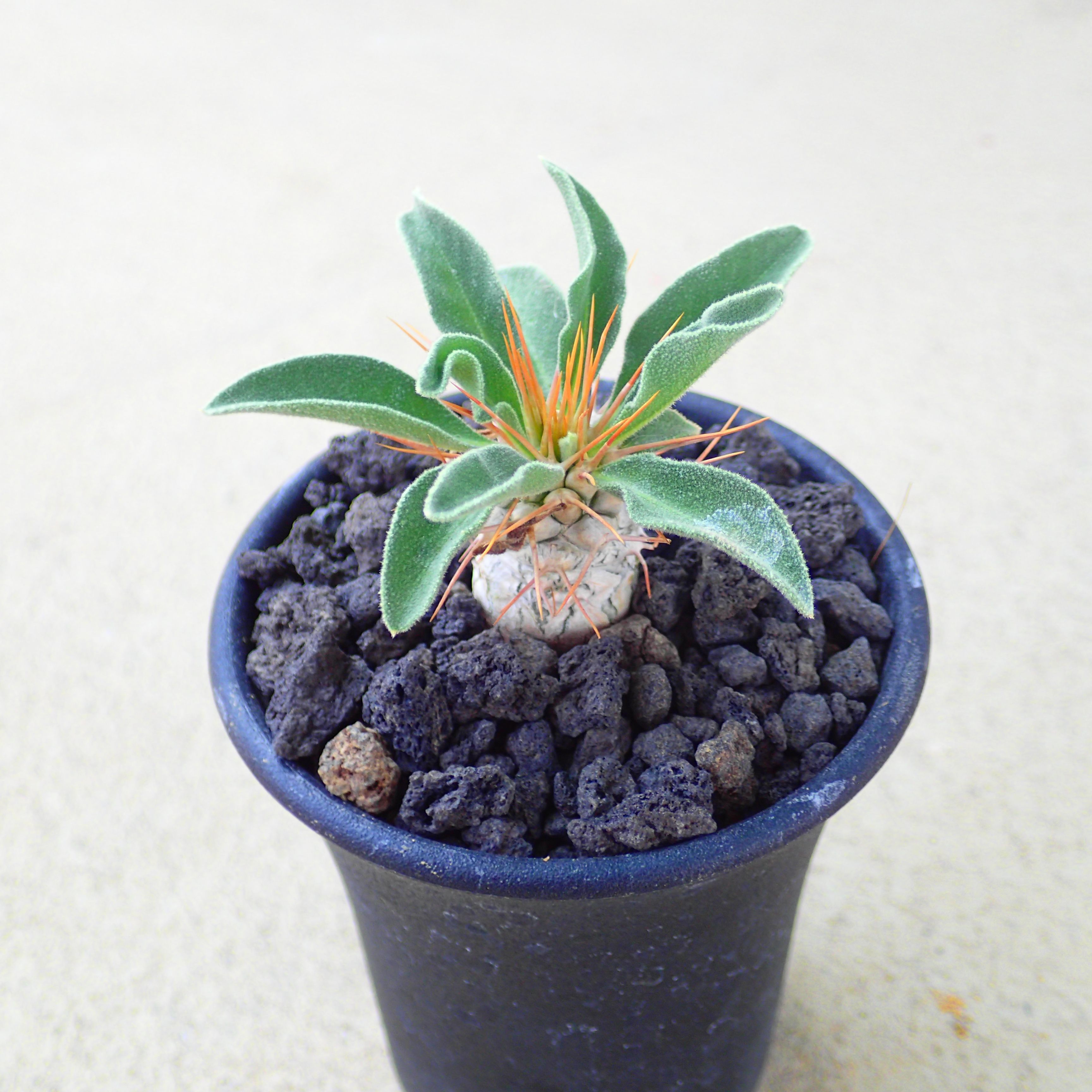 ※afro出品　パキポディウム10種類セット afro様専用出品 パキポディウム10種類セット