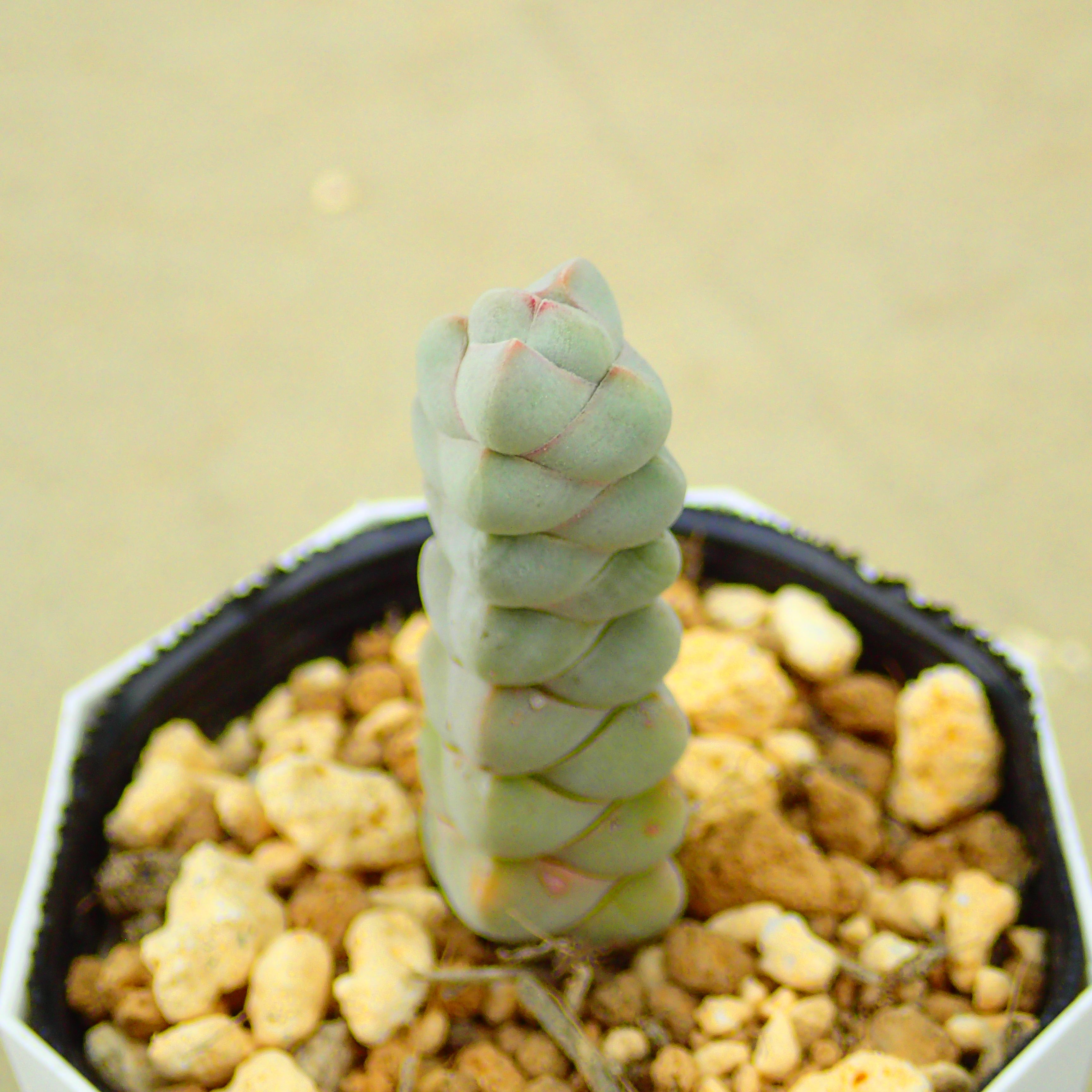 楽天市場】多肉植物 ワテルメイエリー クラッスラ属 カット小苗 多肉