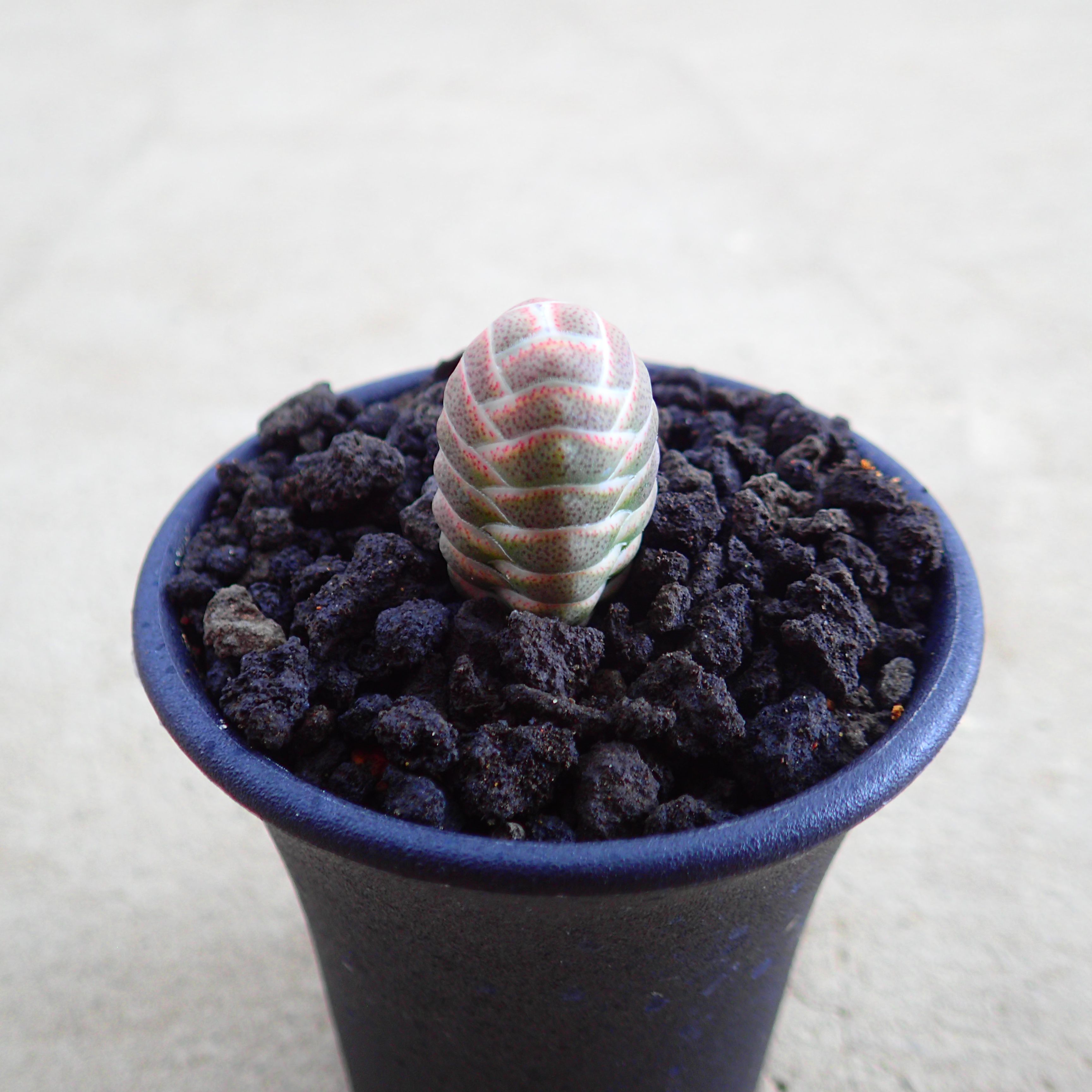 リプサリスサルコイアシ　抜き苗サボテン リプサリス 猿恋葦 サルコイアシ 根付き 抜き苗｜Yahoo!フリマ