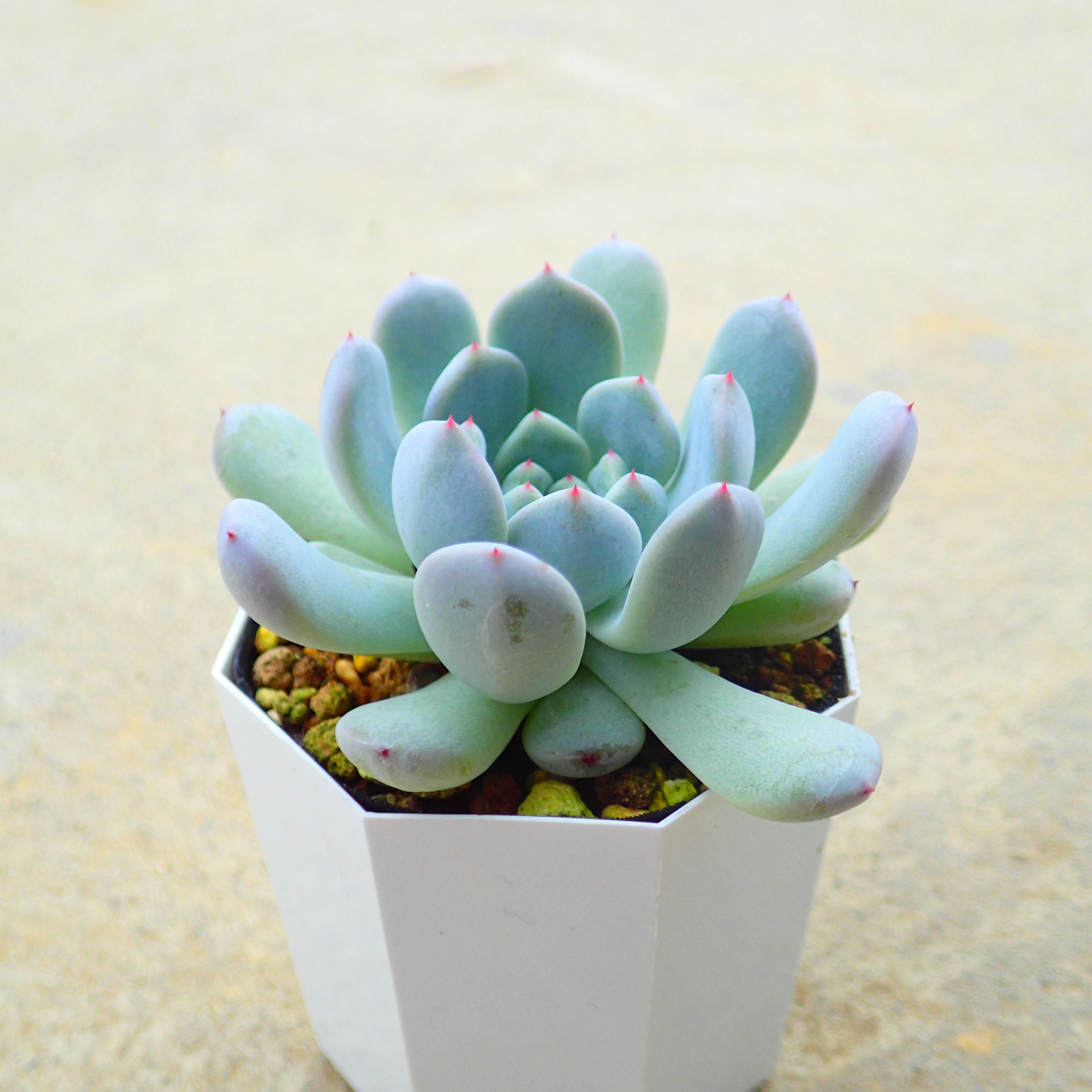 楽天市場】ベンバディス エケベリア 多肉植物 サボテン アガベ 塊根