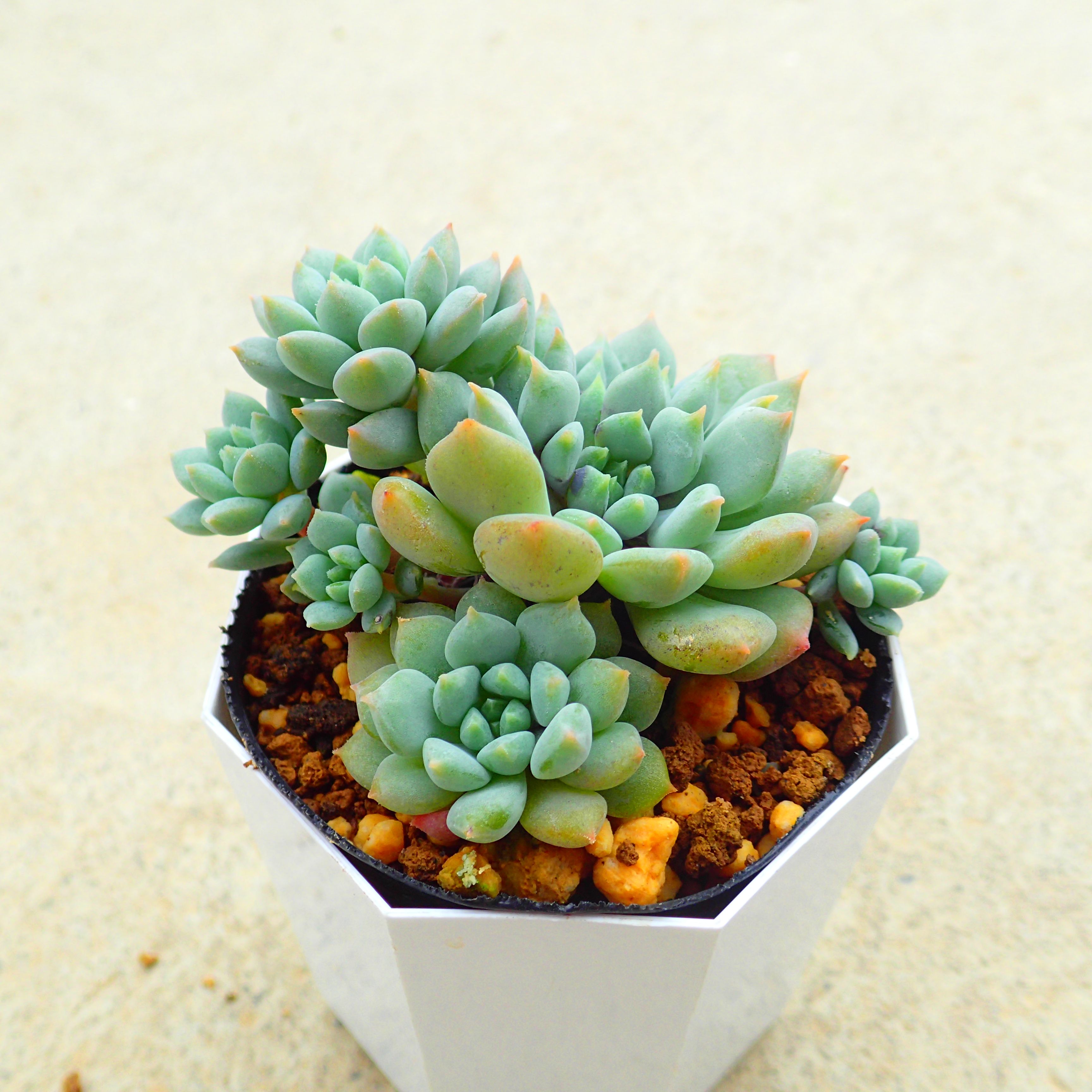 多肉植物エケベリア　ベンバディス 多肉植物 エケベリア ベンバディス 7.5cmポット苗 : ハニー