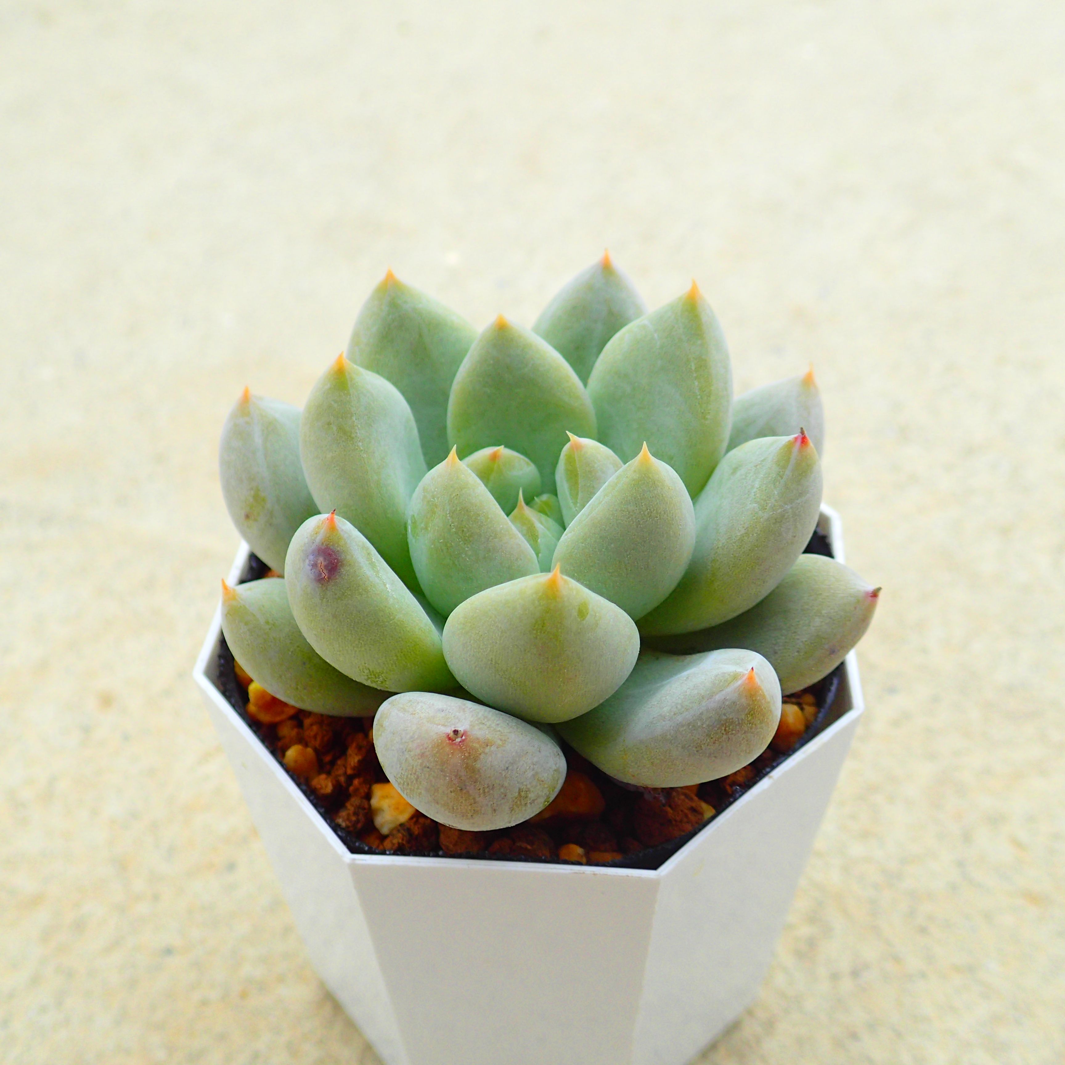 楽天市場】トリマネンシス エケベリア 多肉植物 サボテン アガベ 塊根