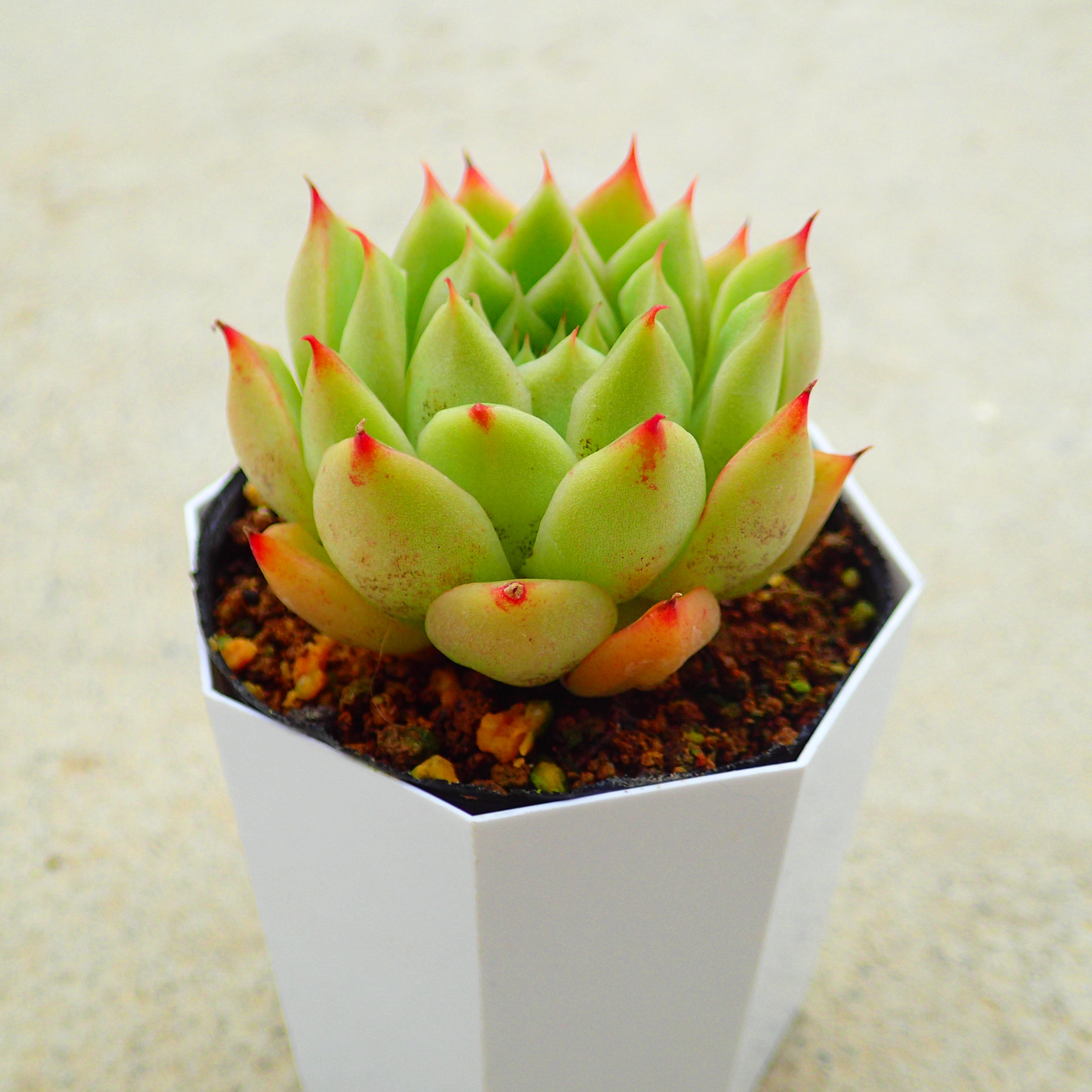 多肉 Steal Heart スティルハート】の紹介ページ｜E-TANIKU（イータニク）