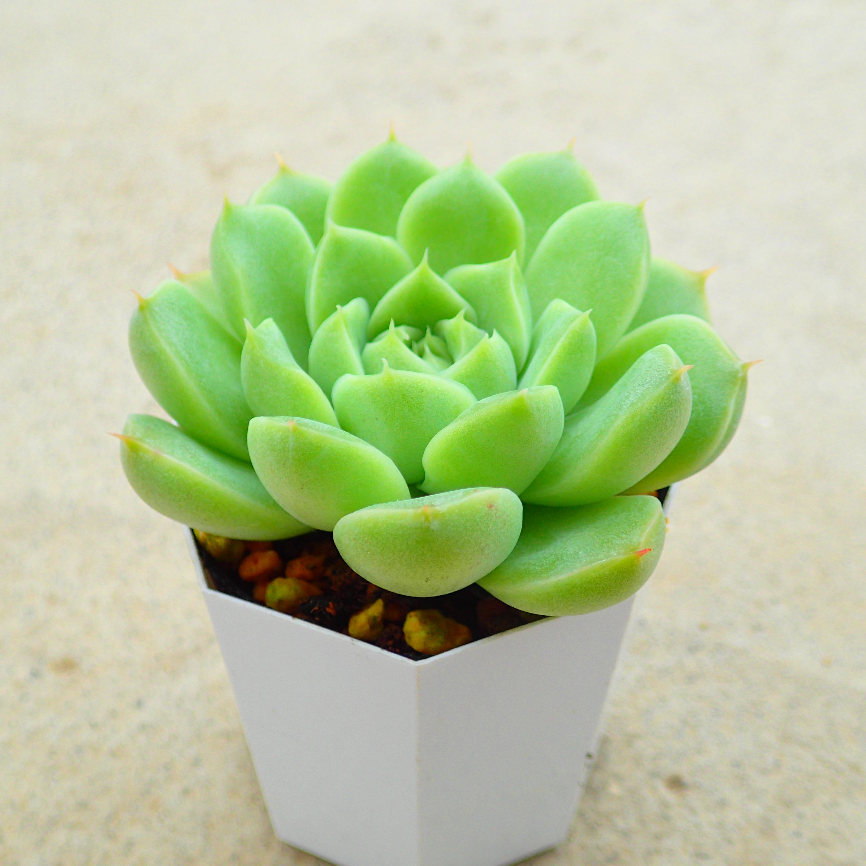 楽天市場】カシオ エケベリア 多肉植物 寄せ植え インテリア 観葉植物