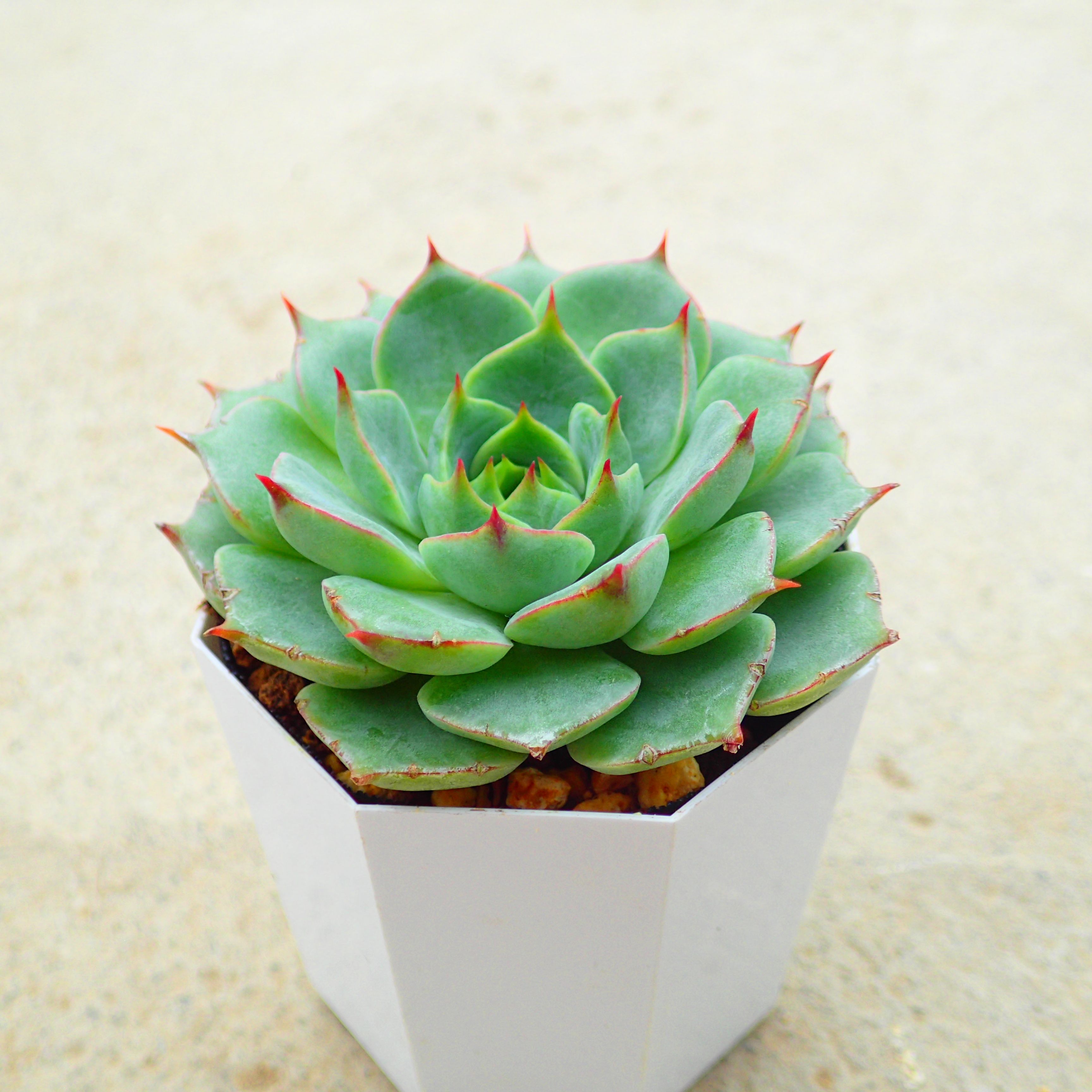 楽天市場】ピンクチップス エケベリア属 多肉植物 9cmポット観葉植物