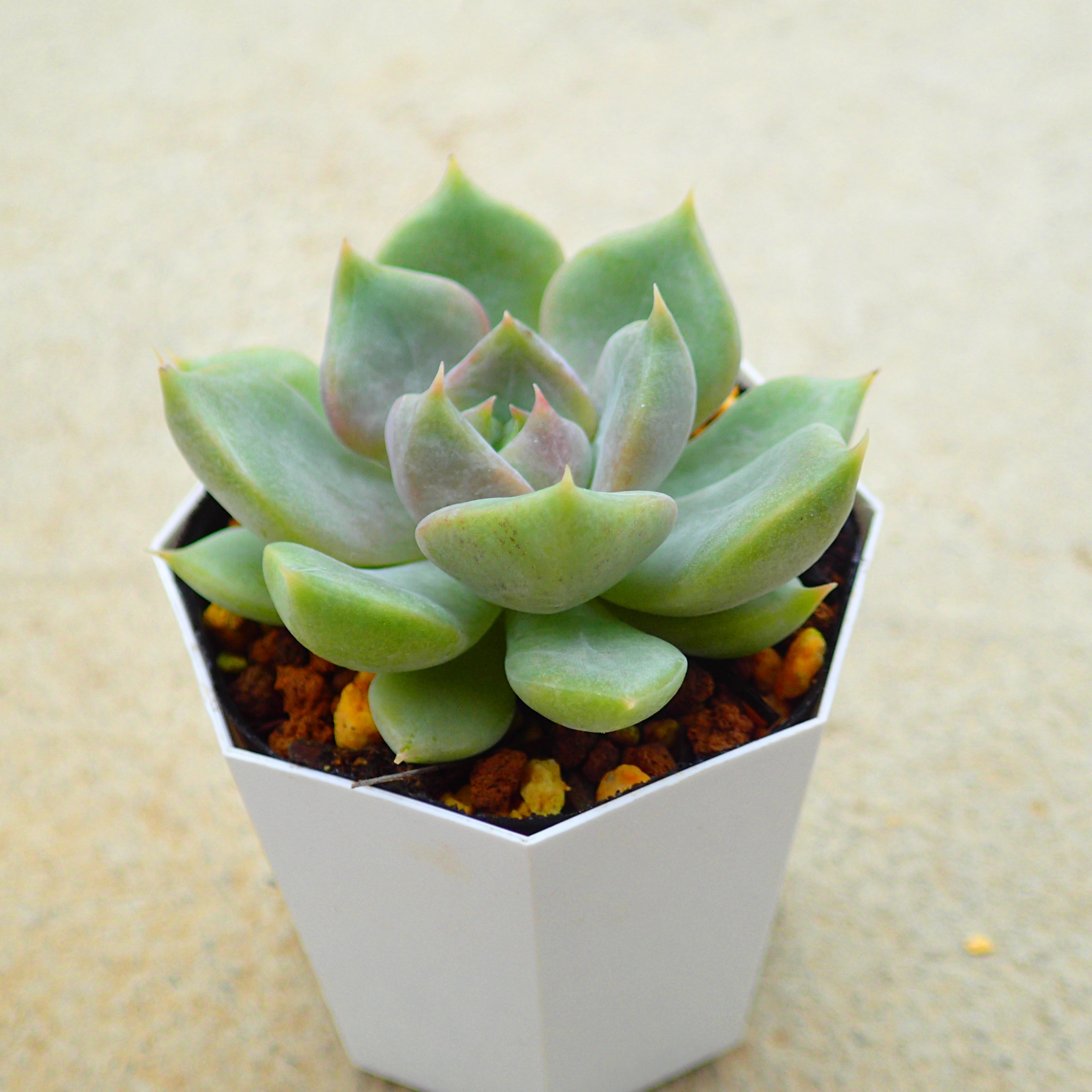 多肉植物②⭐️⭐️⭐️リエール韓国苗⭐️アメイジンググレイス　葉挿し1枚　発芽 多肉植物②リエール韓国苗⭐️アメイジンググレイス 葉挿し1枚