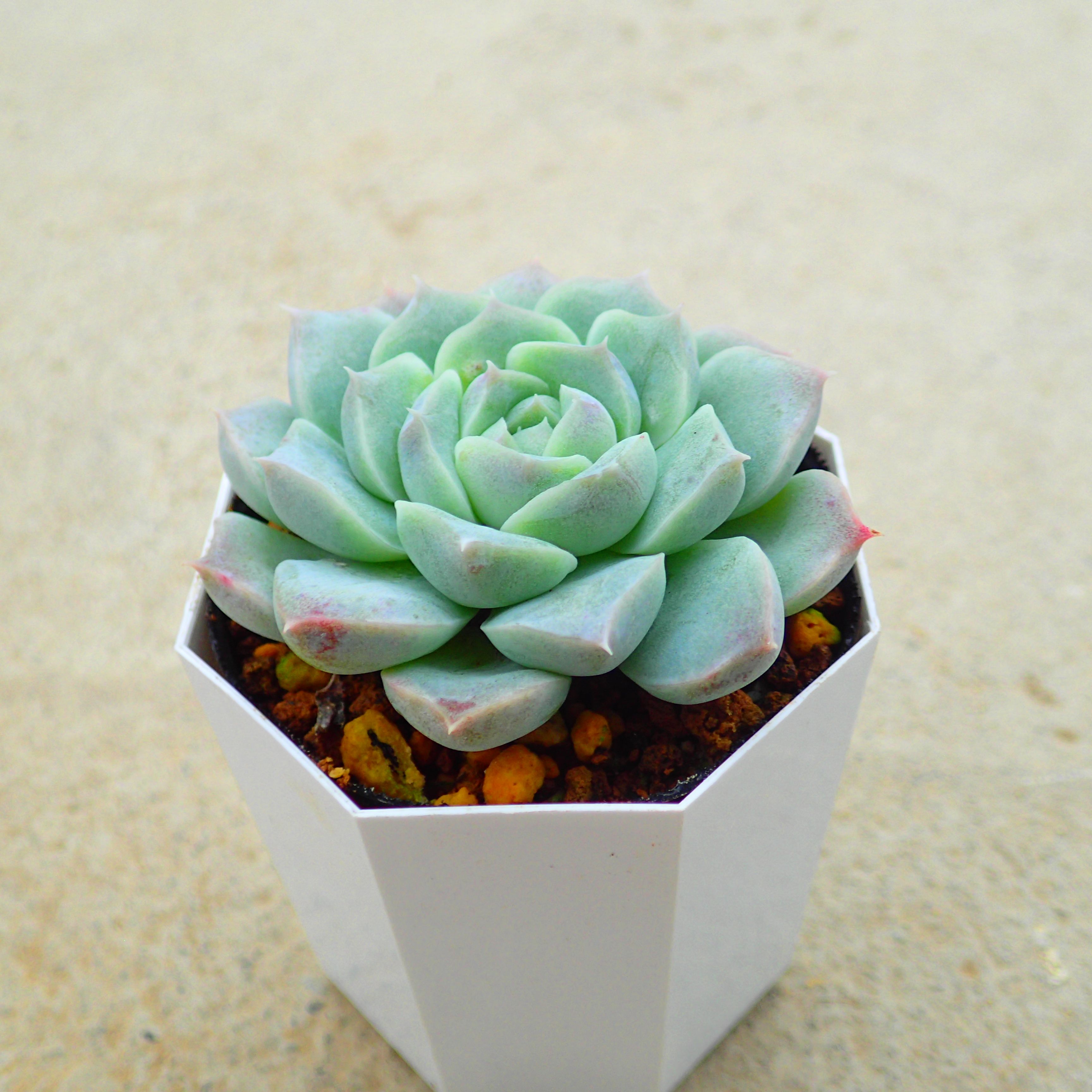 楽天市場】カシオ エケベリア 多肉植物 寄せ植え インテリア 観葉植物